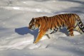 /album/galerie-photos/%e2%99%a5-tigre-%e2%99%a5-jpg1/